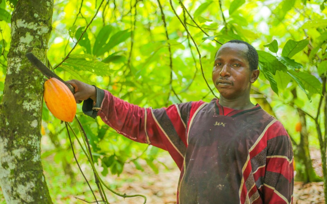Pare Adama entrain de cueillir une cabosse dans sa plantation en Côte d'Ivoire