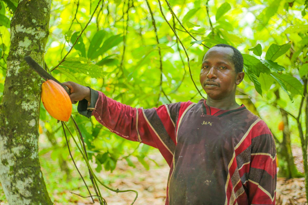 Pare Adama entrain de cueillir une cabosse dans sa plantation en Côte d'Ivoire